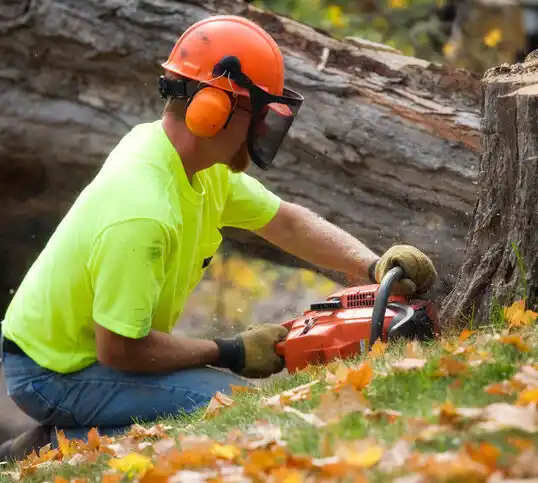 tree services Ages